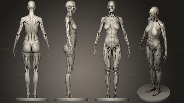 Anatomy of skeletons and skulls (Female Anatomy, ANTM_0421) 3D models for cnc